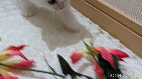 成約済の広島県のその他の猫種-79155の8枚目