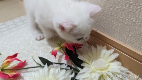 成約済の広島県のその他の猫種-79155の9枚目