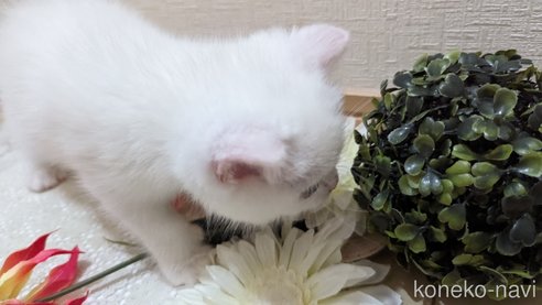成約済の広島県のその他の猫種-79155の7枚目