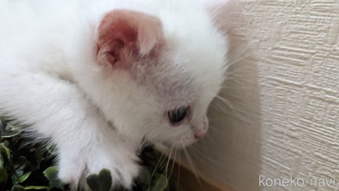 成約済の広島県のその他の猫種-79155の4枚目