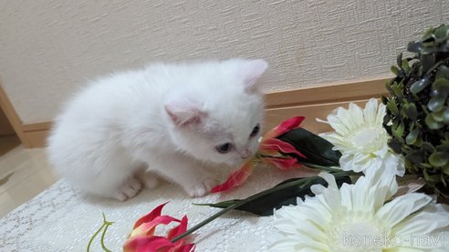 成約済の広島県のその他の猫種-79155の5枚目