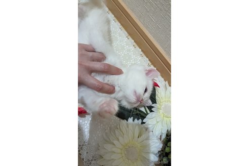 成約済の広島県のその他の猫種-79155の6枚目