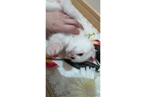 成約済の広島県のその他の猫種-79155の3枚目