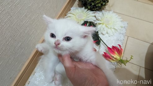 成約済の広島県のその他の猫種-79155の2枚目