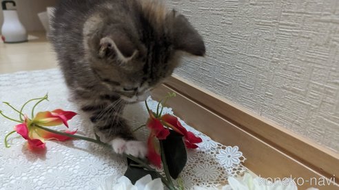 成約済の広島県のその他の猫種-79154の43枚目
