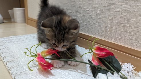 成約済の広島県のその他の猫種-79154の39枚目
