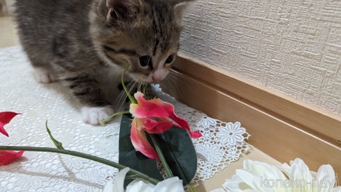 成約済の広島県のその他の猫種-79154の36枚目