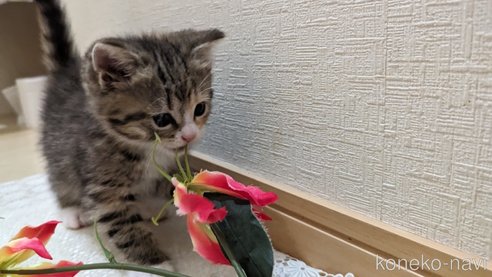 成約済の広島県のその他の猫種-79154の37枚目