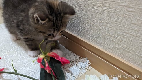 成約済の広島県のその他の猫種-79154の38枚目