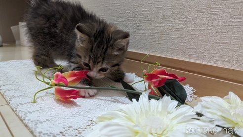 成約済の広島県のその他の猫種-79154の35枚目