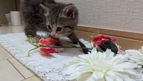 成約済の広島県のその他の猫種-79154の32枚目