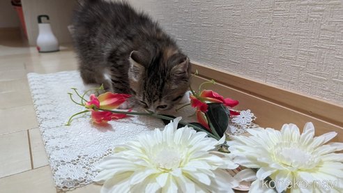 成約済の広島県のその他の猫種-79154の33枚目