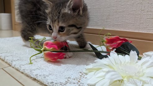 成約済の広島県のその他の猫種-79154の34枚目