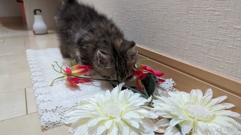 成約済の広島県のその他の猫種-79154の30枚目