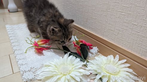成約済の広島県のその他の猫種-79154の31枚目