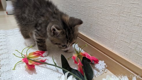成約済の広島県のその他の猫種-79154の28枚目