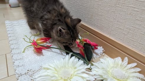 成約済の広島県のその他の猫種-79154の27枚目