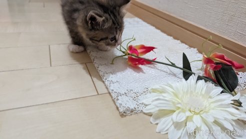 成約済の広島県のその他の猫種-79154の26枚目