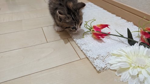 成約済の広島県のその他の猫種-79154の25枚目