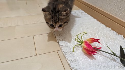 成約済の広島県のその他の猫種-79154の24枚目