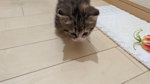成約済の広島県のその他の猫種-79154の23枚目