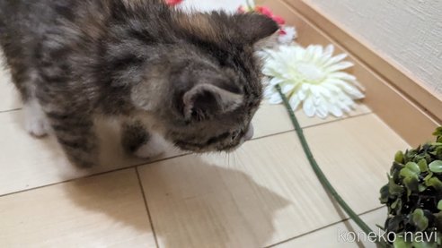 成約済の広島県のその他の猫種-79154の20枚目