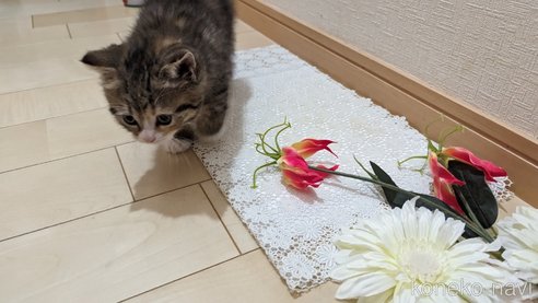 成約済の広島県のその他の猫種-79154の21枚目