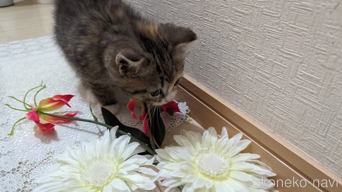 成約済の広島県のその他の猫種-79154の19枚目