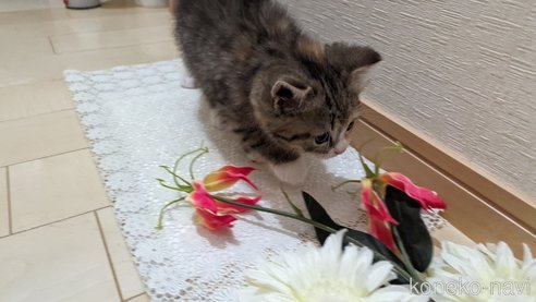 成約済の広島県のその他の猫種-79154の18枚目