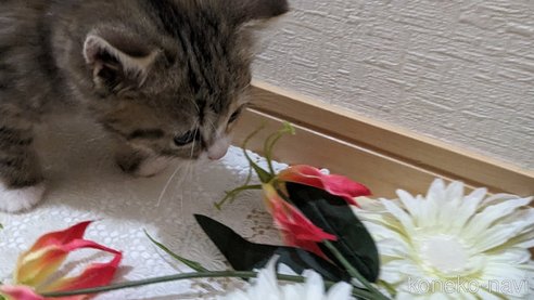 成約済の広島県のその他の猫種-79154の16枚目