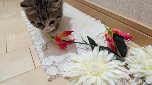 成約済の広島県のその他の猫種-79154の17枚目
