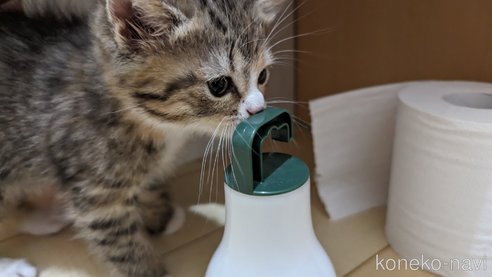 成約済の広島県のその他の猫種-79154の15枚目