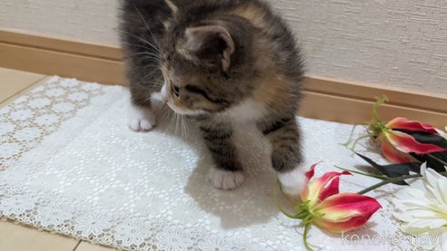 成約済の広島県のその他の猫種-79154の13枚目