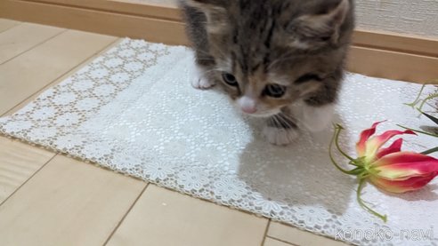 成約済の広島県のその他の猫種-79154の14枚目