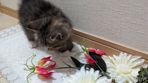 成約済の広島県のその他の猫種-79154の12枚目