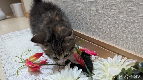 成約済の広島県のその他の猫種-79154の11枚目
