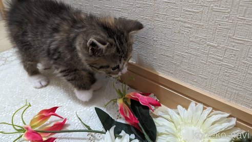 成約済の広島県のその他の猫種-79154の8枚目