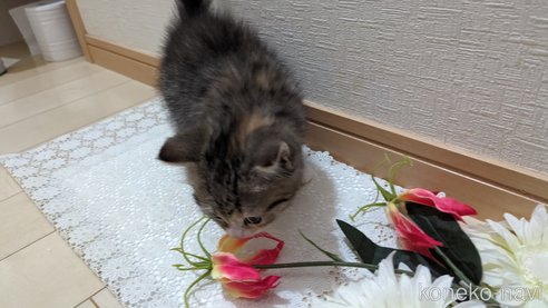 成約済の広島県のその他の猫種-79154の9枚目