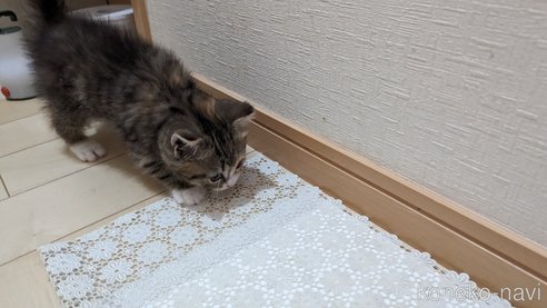 成約済の広島県のその他の猫種-79154の10枚目