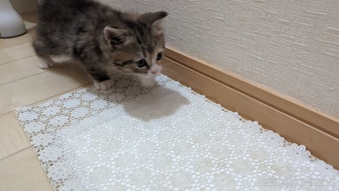 成約済の広島県のその他の猫種-79154の7枚目