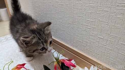 成約済の広島県のその他の猫種-79154の6枚目
