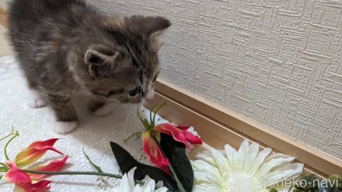 成約済の広島県のその他の猫種-79154の2枚目