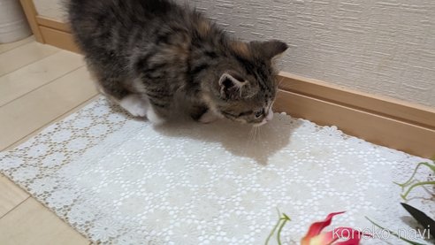 成約済の広島県のその他の猫種-79154の3枚目