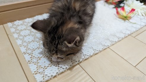 成約済の広島県のその他の猫種-79154の4枚目