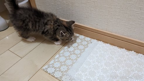 成約済の広島県のその他の猫種-79154の5枚目