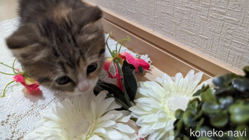 成約済の広島県のその他の猫種-79154