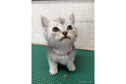 成約済の埼玉県のスコティッシュフォールド-84466の1枚目