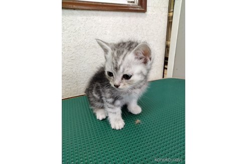 成約済の埼玉県のスコティッシュフォールド-84466の5枚目