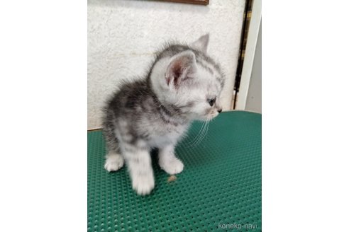 成約済の埼玉県のスコティッシュフォールド-84466の4枚目