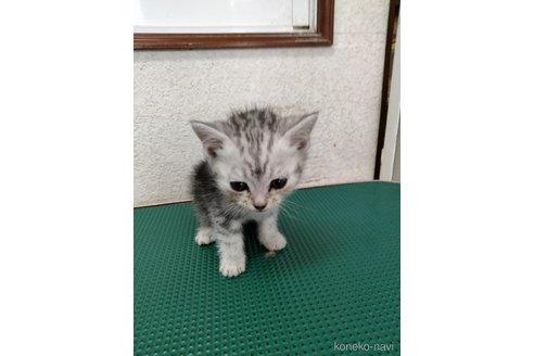 成約済の埼玉県のスコティッシュフォールド-84466の3枚目